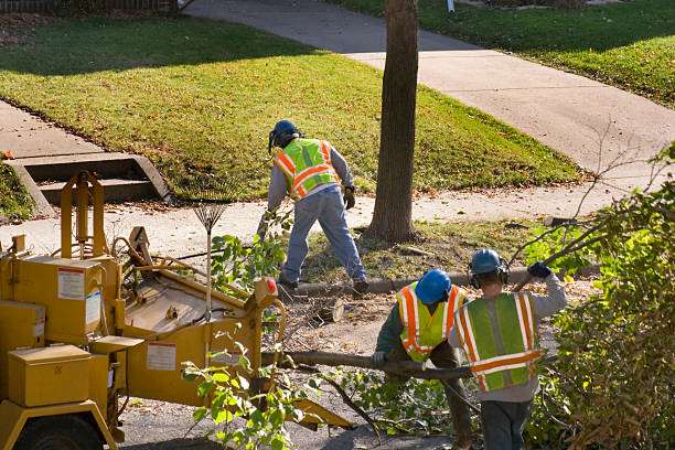 Best Tree Trimming Near Me  in Elk Grove Vlage, IL